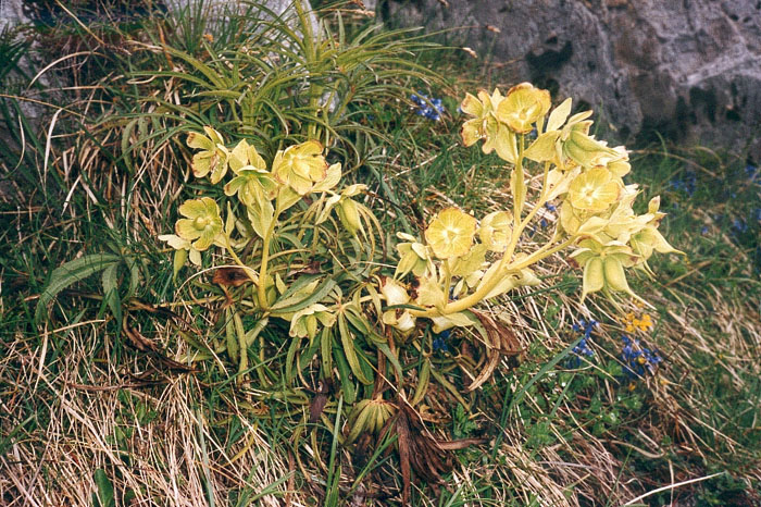fleur