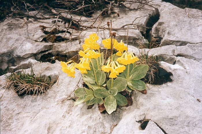 fleur2