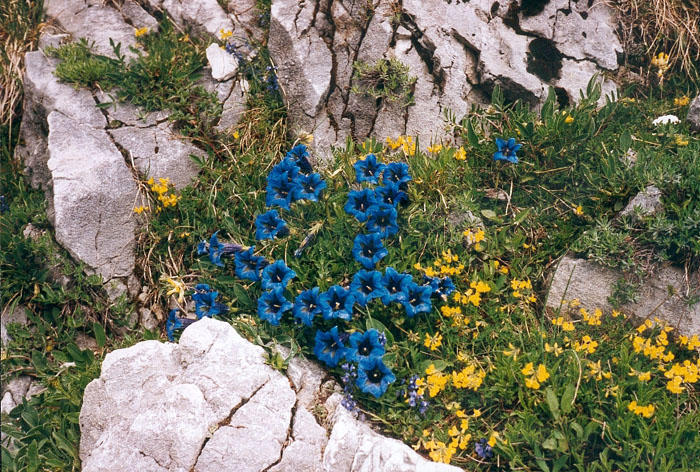 gentiane bleue