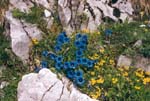 gentiane bleue