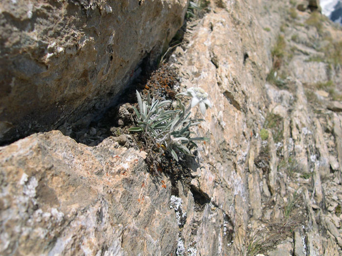 DSCN0354-edelweiss