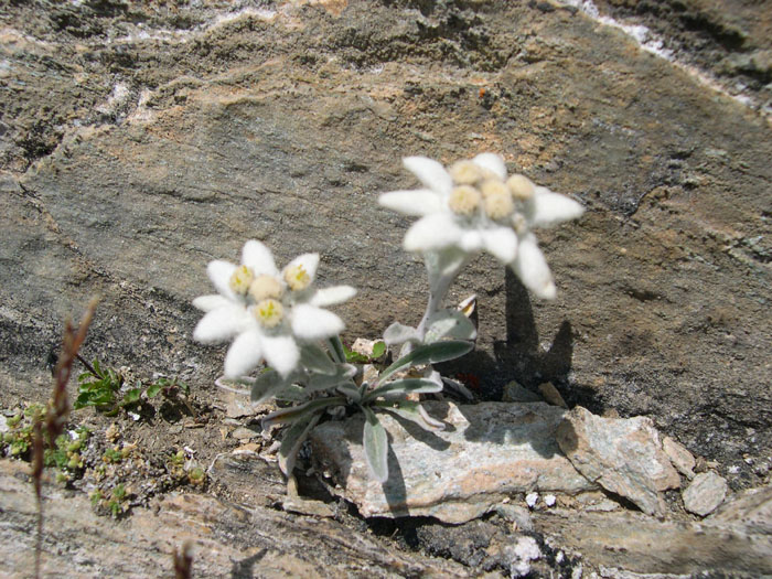 DSCN0356-edelweiss