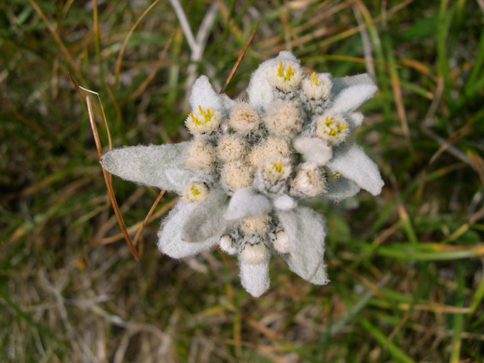 DSCN0379-edelweiss