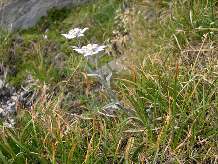 DSCN0380-edelweiss