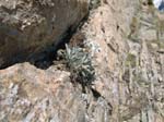 DSCN0354-edelweiss