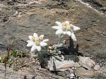 DSCN0356-edelweiss