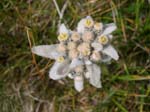 DSCN0379-edelweiss