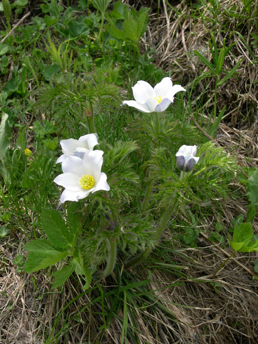DSCN3163